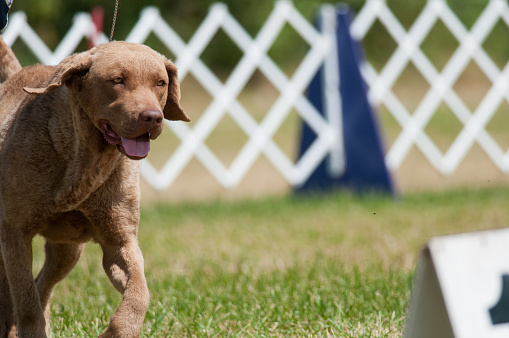 Chesapeake Bay Retriever competing in a conformation event at a dog show
