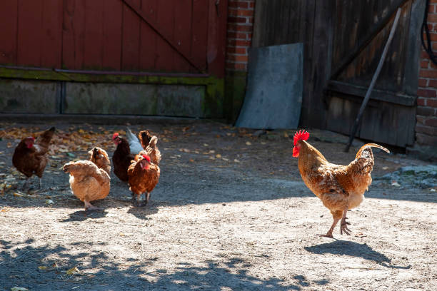 istock Rooster and hens in the backyard 1398074877