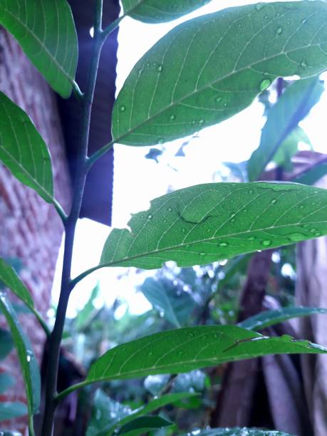 green leaves with raindrops