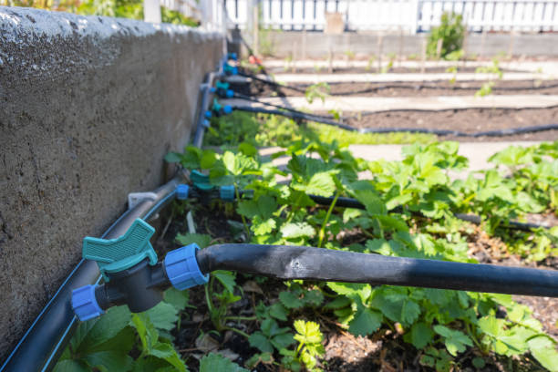 istock Strawberry seedlings plant grown in beds with automatic watering or water dripping system in the home vegetable garden. Hose for watering and irrigation. 1398075896