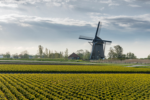 Historic windmill Woldzigt in the village of Roderwolde, Netherlands
