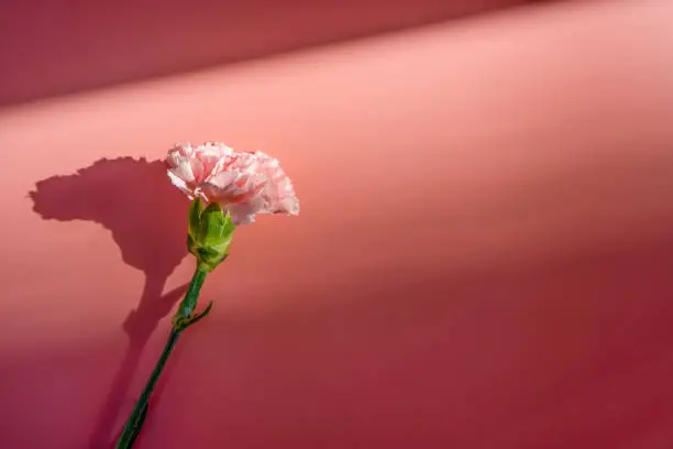 Tender pink carnation in the sunlight on soft pink background. An ideal backplate for natural and organic products presentation. Flower in the sun. Symbol of sadness, freedom, clarity and love