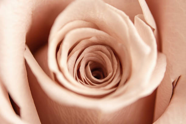 istock Beige rose petals in macro. Soft focus. Tender wallpaper 1398078286