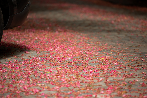 Pink blossom of chestnuts on fallen on the street
