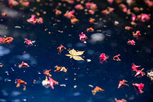 Abstract shot of chestnut blossoms fallen on a car front cover