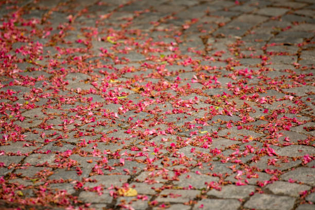 Pink blossoms of chestnut scattered on the street