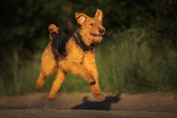 istock Airedale terrier dog running on the road 1398080445