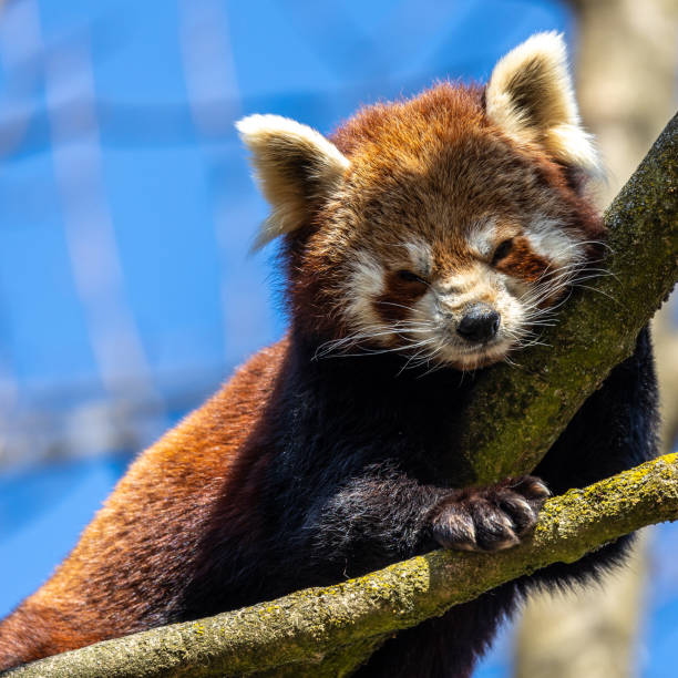 istock The red panda, Ailurus fulgens, also called the lesser panda. 1398081816