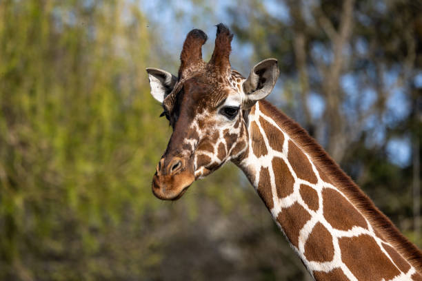 istock The giraffe, Giraffa camelopardalis is an African mammal 1398081968