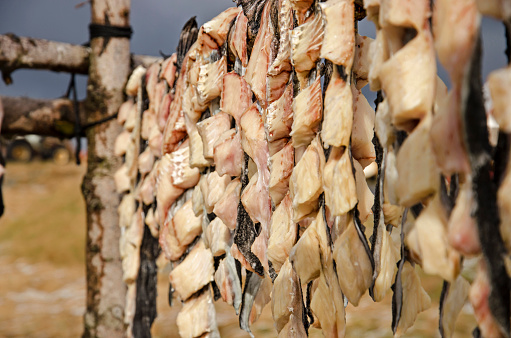Close-up with depth of field of a row of freshly caught fish, hanging out to dry on a wooden construction in Iceland