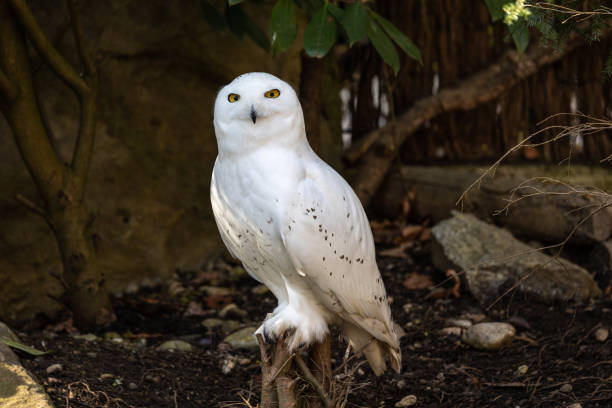 die schneeeule, bubo scandiacus ist eine große, weiße eule aus der familie der eulen - owl snowy owl snow isolated stock-fotos und bilder