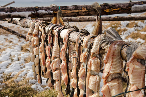 Fish drying in a wintry landscape