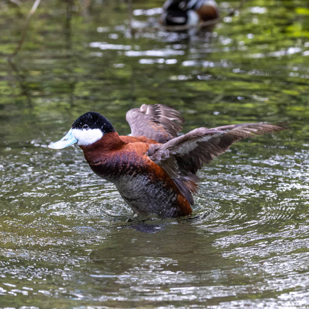 istock Ruddy Duck, Oxyura jamaicensis, swimming on water surface 1398083259