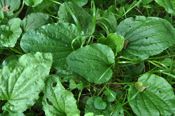 in natura, la piantaggine sta crescendo - plantain major herb greater foto e immagini stock