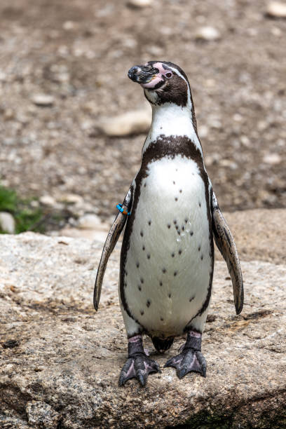 istock Humboldt Penguin, Spheniscus humboldti in a park 1398083368