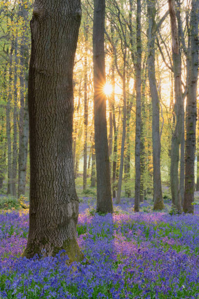 istock Bluebells In An English Beechwood 1398083406