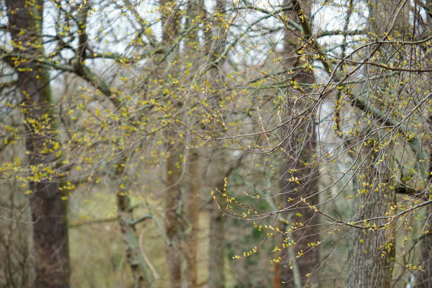 Awakening nature in spring in forest, leaves bloom on the branches Awakening nature in spring in forest, leaves bloom on the branches spring bud selective focus outdoors stock pictures, royalty-free photos & images