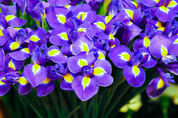 istock Bouqet of blue iris flowers, nature spring background, soft focus 1398083626