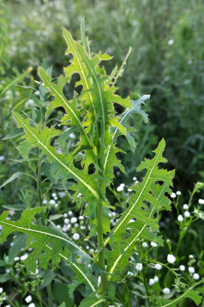 istock It grows in nature Lactuca serriola 1398083748