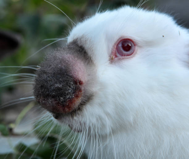 istock Sick rabbit for myxomatosis 1398083820