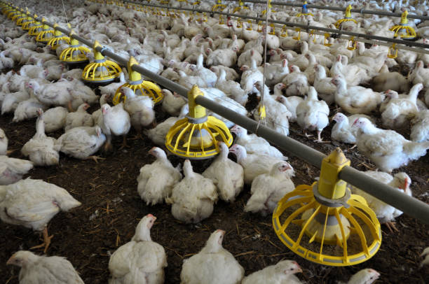 istock Farm for growing broiler chickens 1398084066