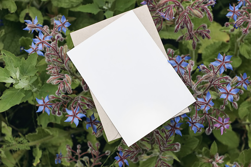 Floral stationery still life scene. Blank greeting card mock-up with blooming blue borage plants. Top view, selective focus. Blurred background, gardening concept, fresh herbs, vegetable.
