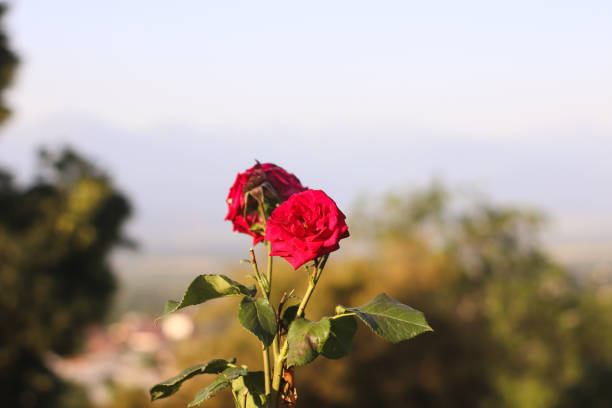 Hybrid tea rose at sunset in the park