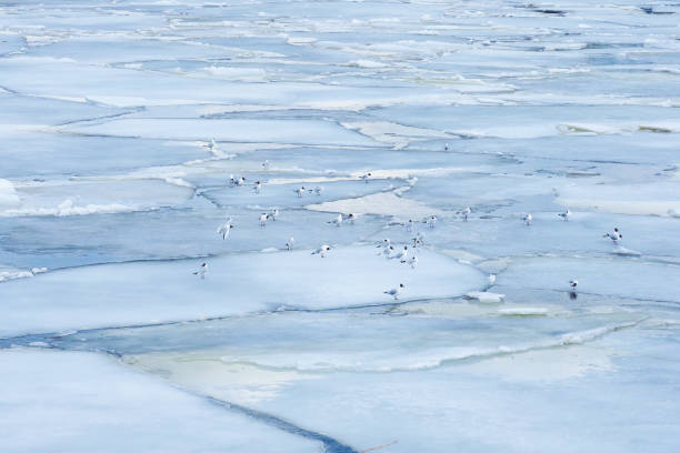 hielo azul frío. grupo de gaviotas de cabeza negra o chroicocephalus ridibundus en hielo a principios de primavera - common black headed gull fotografías e imágenes de stock