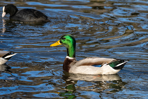 The mallard, Anas platyrhynchos is a dabbling duck. Here swimming in a lake