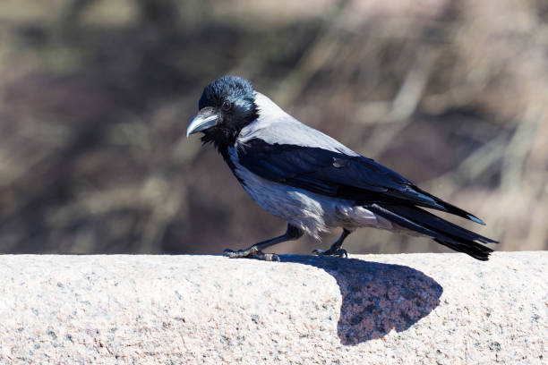 istock Crow or Corvus corone cornix bird sits on stone parapet and looking at camera 1398084233
