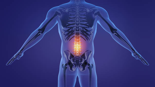 animation of a painful lumbar spine - color image animal skeleton behavior the human body imagens e fotografias de stock