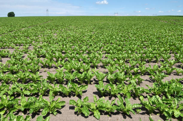 istock On the farm field grow sugar beets 1398084580