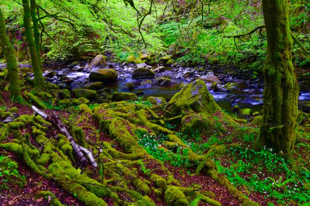 istock Birk’s of Aberfeldy 1398085110