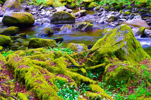 istock Birk’s of Aberfeldy 1398085135