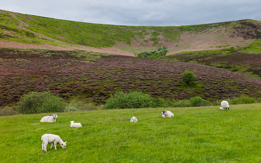Sheep and lambs graze on open pasture against backdrop of heather and rolling landscape in North York Moors national park in spring near Goathaland, Yorkshire, UK.