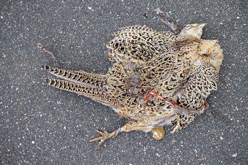 Road killed female pheasant on a country road on the Danish peninsular Jutland