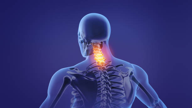 405 Spinal Cord Animation Pictures Stock Photos, Pictures & Royalty-Free  Images - iStock