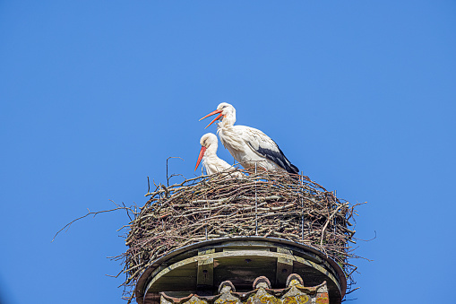 Couple of white storks in a nest placed on a old chimney in Ribe which is an old town which has been famous for its many storks. It is situated on the south west coast of the Danish peninsular Jutland