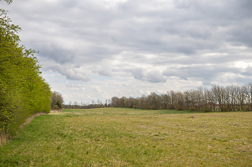 Grass field surrounded by natural hedges in a rural landscape in the central Jutland. The hedges is an important part of the landscape due to the western winds and the sandy soil