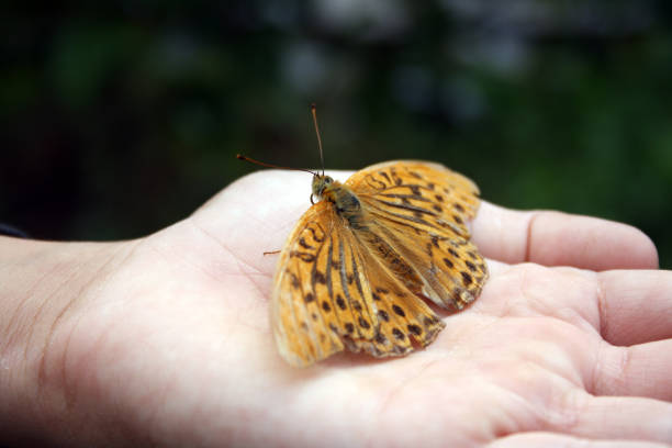 istock A tiger butterfly sits on a child's palm. 1398087885