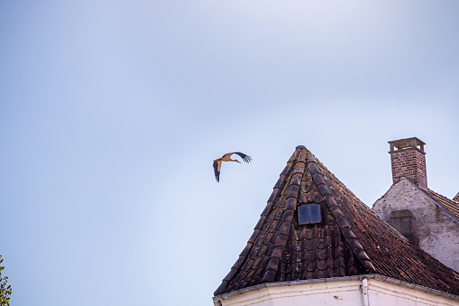 White stork flying over a roof in Ribe which is an old town which has been famous for its many storks. It is situated on the south west coast of the Danish peninsular Jutland