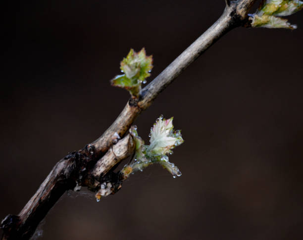 istock Waterdrops on a young grape Leaves in spring 1398088539