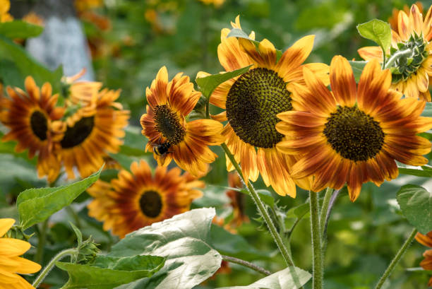 istock Ukrainian sunflowers and bumblebees 1398088742