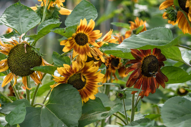 istock Ukrainian sunflowers and bumblebees 1398088847
