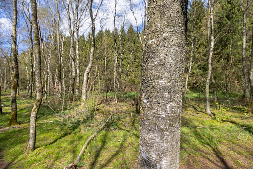 Trunk of a birch tree in a swamp area in the center of Jutland