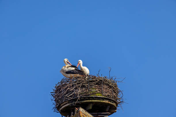 Couple of white storks in a nest placed on a old chimney in Ribe which is an old town which has been famous for its many storks. It is situated on the south west coast of the Danish peninsular Jutland