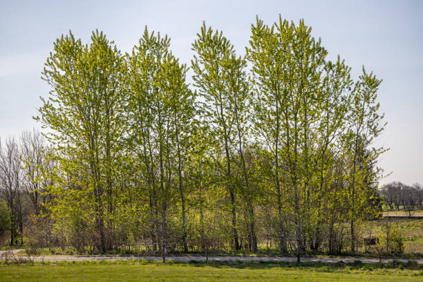 맑은 봄날의 자연 울타리 - poplar tree 뉴스 사진 이미지