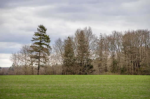 Grass field surrounded by natural hedges in a rural landscape in the central Jutland. The hedges is an important part of the landscape due to the western winds and the sandy soil