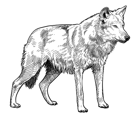 Hand drawn illustration of a standing wolf