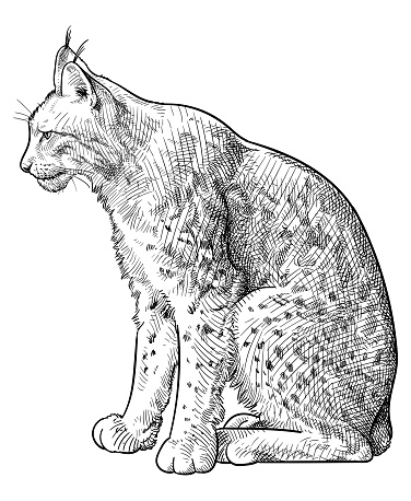 Hand drawn illustration of a sitting lynx